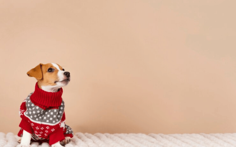 Unleashing Style: A Comprehensive Guide to Dog Sweaters and Accessories